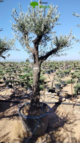 OLEA EUROPAEA - Tronco envejecido C130L 50/60 HT16