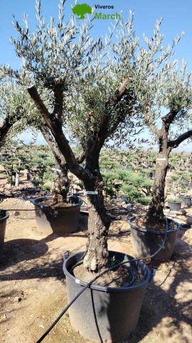 OLEA EUROPAEA - Tronco envejecido C130L 50/60 HT16