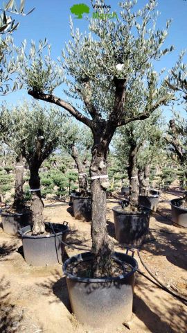 OLEA EUROPAEA - Tronco envejecido C130L 50/60 HT16