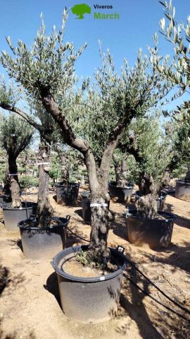 OLEA EUROPAEA - Tronco envejecido C130L 50/60 HT16