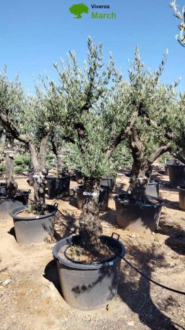 OLEA EUROPAEA - Tronco envejecido C130L 50/60 HT16