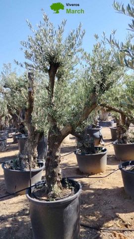 OLEA EUROPAEA - Tronco envejecido C130L 50/60 HT16