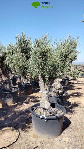 OLEA EUROPAEA - Tronco envejecido C130L 50/60 HT16