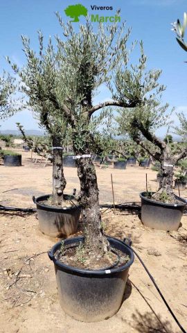OLEA EUROPEA 130L/180L 50-60TR 190/230HT TR.VIEJO