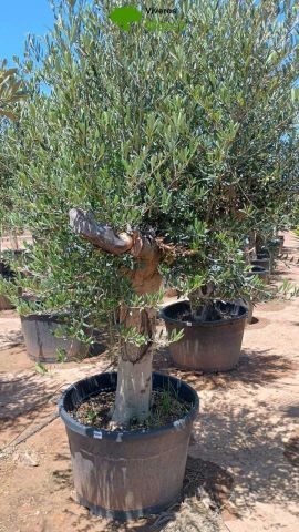 OLEA EUROPAEA - Tronco envejecido C130L 50/60 HT16