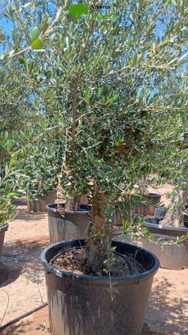 OLEA EUROPAEA - Tronco envejecido C130L 50/60 HT16