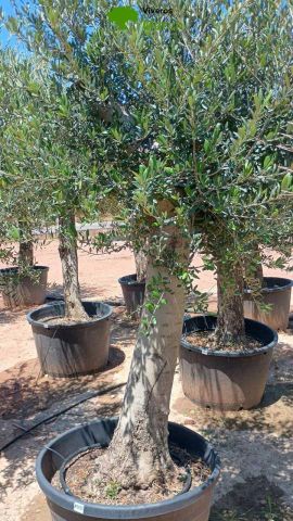 OLEA EUROPAEA - Tronco envejecido C130L 50/60 HT16