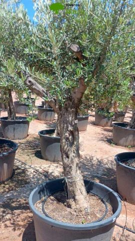 OLEA EUROPAEA - Tronco envejecido C130L 50/60 HT16