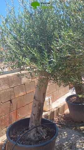 OLEA EUROPAEA - Tronco envejecido C130L 50/60 HT16