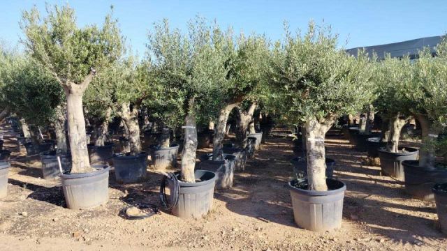 OLEA EUROPAEA - Tronco joven C130L 50/60 HT160/180