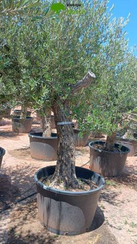 OLEA EUROPAEA C160-280L 60/80 HT180/200