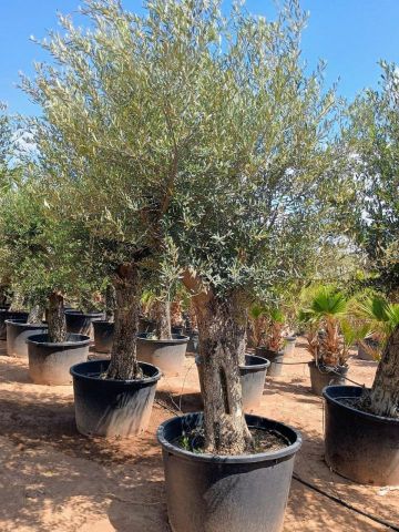 OLEA EUROPAEA C160-280L 60/80 HT180/200