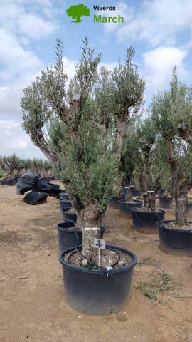 OLEA EUROPAEA C160-280L 60/80 HT200/270
