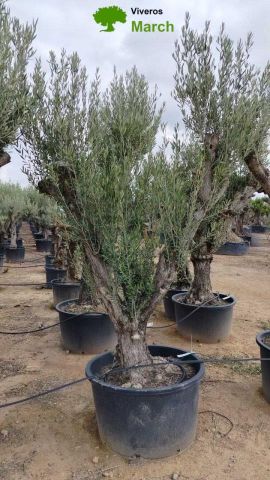 OLEA EUROPAEA C160-280L 60/80 HT200/270