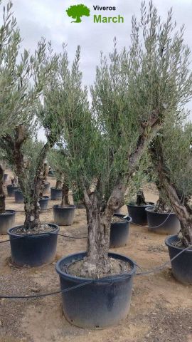OLEA EUROPAEA C160-280L 60/80 HT200/270