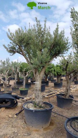 OLEA EUROPAEA C160-280L 60/80 HT200/270