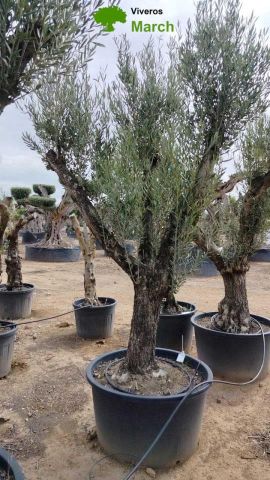 OLEA EUROPAEA C160-280L 60/80 HT200/270