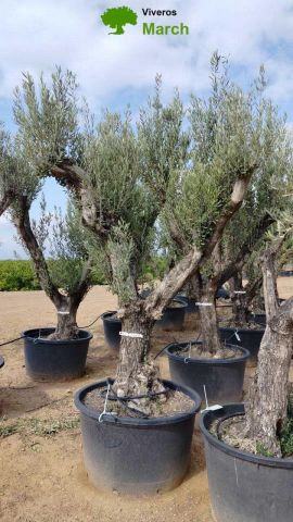 OLEA EUROPAEA C160-280L 60/80 HT200/270