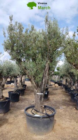 OLEA EUROPAEA C160-280L 60/80 HT200/270