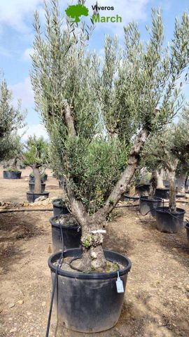 OLEA EUROPAEA C160-280L 60/80 HT200/270