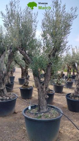 OLEA EUROPAEA C160-280L 60/80 HT200/270