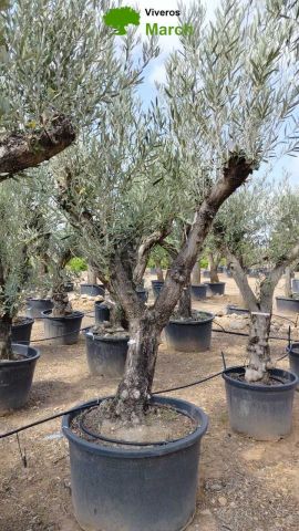 OLEA EUROPAEA C160-280L 60/80 HT200/270
