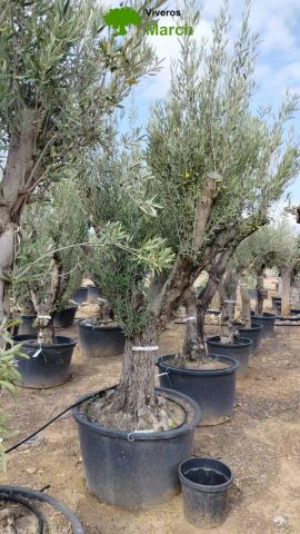OLEA EUROPAEA C160-280L 60/80 HT200/270