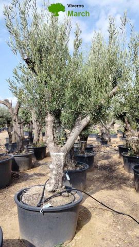 OLEA EUROPAEA C160-280L 60/80 HT200/270