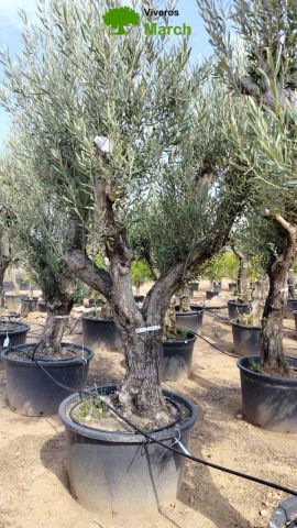 OLEA EUROPAEA C160-280L 60/80 HT200/270