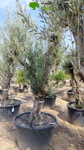 OLEA EUROPAEA C160-280L 60/80 HT200/270