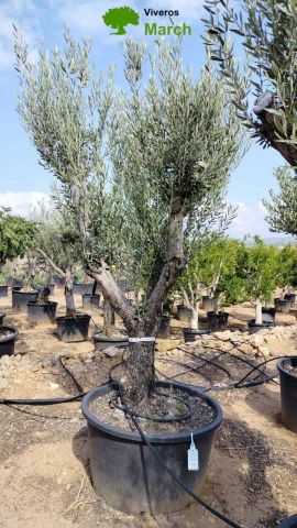 OLEA EUROPAEA C160-280L 60/80 HT200/270