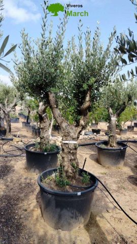 OLEA EUROPAEA C160-280L 60/80 HT200/270