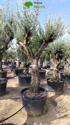 OLEA EUROPAEA C160-280L 60/80 HT200/270