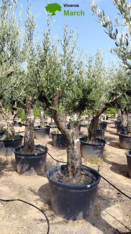 OLEA EUROPAEA C160-280L 60/80 HT200/270