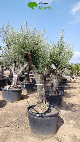 OLEA EUROPAEA C160-280L 60/80 HT200/270