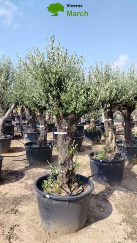 OLEA EUROPAEA C160-280L 60/80 HT200/270