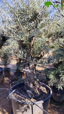OLEA EUROPAEA C160-280L 60/80 HT180/200