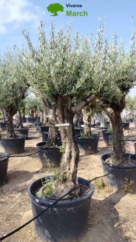 OLEA EUROPAEA C160-280L 60/80 HT200/270