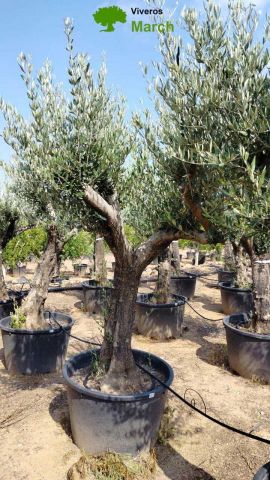 OLEA EUROPAEA C160-280L 60/80 HT200/270