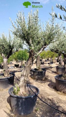 OLEA EUROPAEA C160-280L 60/80 HT200/270