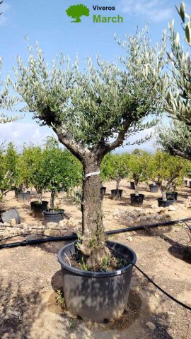 OLEA EUROPAEA C160-280L 60/80 HT200/270