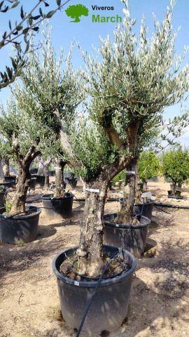 OLEA EUROPAEA C160-280L 60/80 HT200/270