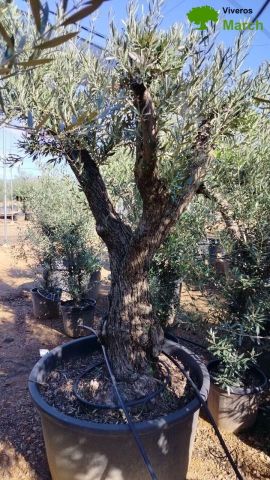 OLEA EUROPAEA C160-280L 60/80 HT180/200