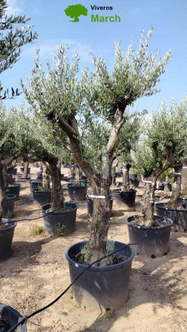 OLEA EUROPAEA C160-280L 60/80 HT200/270