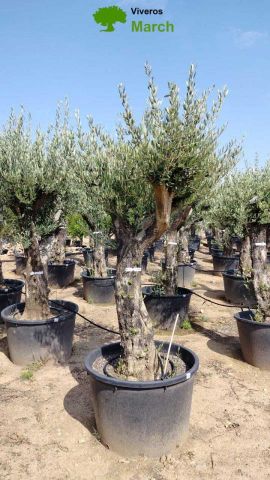 OLEA EUROPAEA C160-280L 60/80 HT200/270