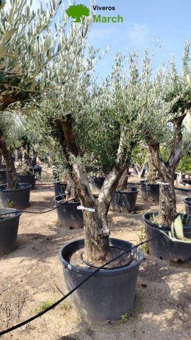 OLEA EUROPAEA C160-280L 60/80 HT200/270