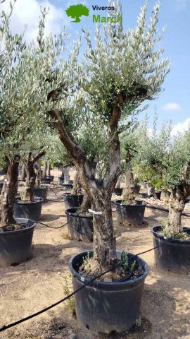 OLEA EUROPAEA C160-280L 60/80 HT200/270