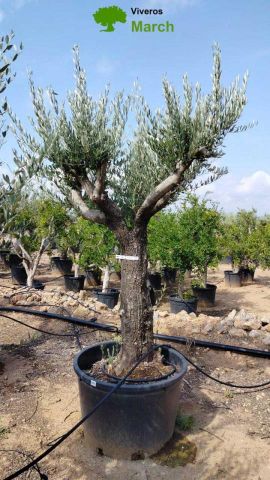OLEA EUROPAEA C160-280L 60/80 HT200/270