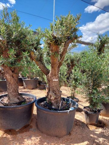 OLEA EUROPAEA C160-280L 60/80 HT180/200