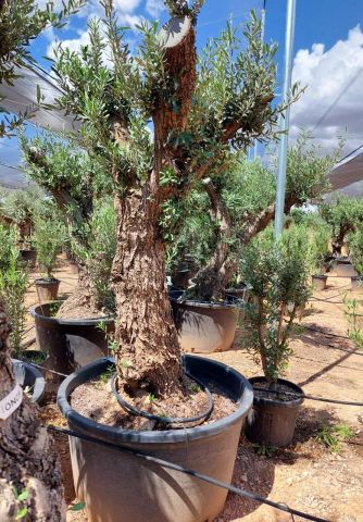 OLEA EUROPAEA C160-280L 60/80 HT180/200